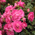 Różowy  - Róże rabatowe polianty - Lippay János